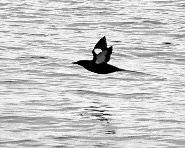 black guillemot